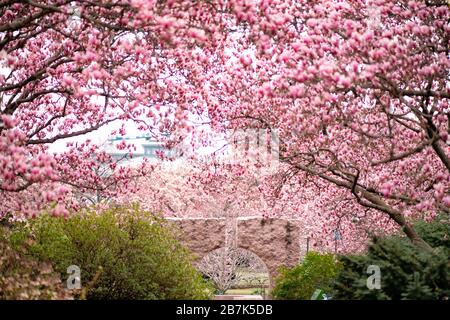 Moongate Garden Untertasse Magnolia Trees Washington DC // WASHINGTON DC – Ein Granit-Mondtor im Moongate Garden des Smithsonian steht eingerahmt von blühenden Untertassen-Magnolienbäumen. Das traditionell chinesisch inspirierte Gartenelement bildet einen markanten Kontrast zu den rosafarbenen Frühlingsblüten. Dieses architektonische Merkmal zwischen der Freer- und der Sackler-Galerie zeigt die Mischung asiatischer Designelemente mit saisonaler Flora des Mittelatlantiks. Stockfoto