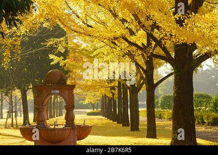 Kumamoto Research Park, Präfektur Kumamoto, Japan, Herbst Stockfoto