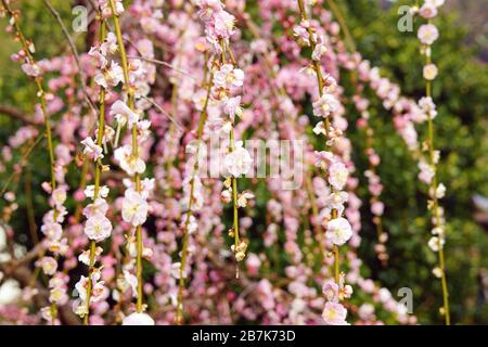 Prunus mume Pendula, Matsuonishi, Präfektur Kumamoto, Japan Stockfoto