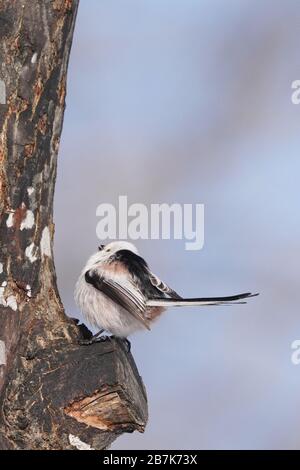 Aegithalos Caudatus Japoncus Stockfoto