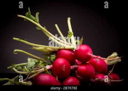 Still Life Studio mit einem Haufen lebendiger roter Radieschen mit grünen zupften Stielen, die vor einem dunklen Hintergrund kontrastiert sind. Stockfoto