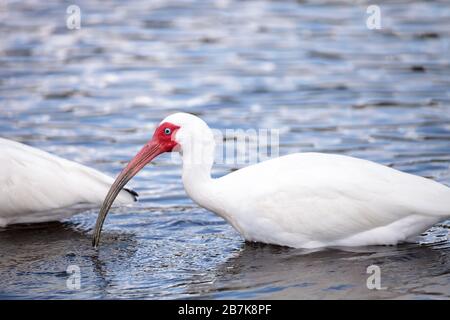 Der weiße Ibis-Vogel Eudocimus albus durchzieht einen Sumpf und kann auf dem Myakka River in Sarasota, Florida, zu Essen gehen. Stockfoto