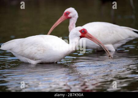 Der weiße Ibis-Vogel Eudocimus albus durchzieht einen Sumpf und kann auf dem Myakka River in Sarasota, Florida, zu Essen gehen. Stockfoto