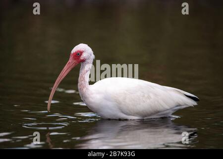 Der weiße Ibis-Vogel Eudocimus albus durchzieht einen Sumpf und kann auf dem Myakka River in Sarasota, Florida, zu Essen gehen. Stockfoto