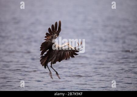 Fliegen Sie limpkin Aramus guarauna über einen Sumpf und fortet nach Nahrung im Myakka River in Sarasota, Florida. Stockfoto