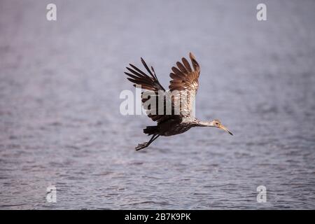 Fliegen Sie limpkin Aramus guarauna über einen Sumpf und fortet nach Nahrung im Myakka River in Sarasota, Florida. Stockfoto