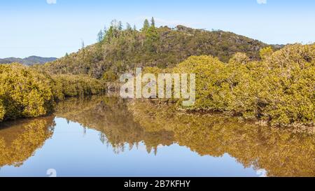 Mangroven zwischen Paihia und Haruru Falls, Northland, North Island, Neuseeland. Stockfoto