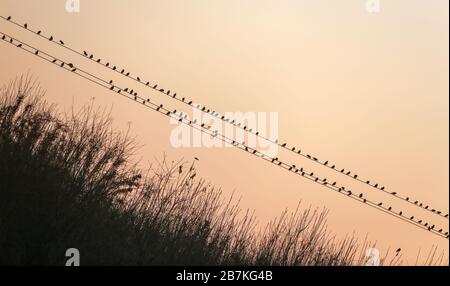 --DATEI--Tausende von weissen-gekekelten Starlings stehen auf elektrischen Drähten im Kreis Jize, wo die Umwelt besser wird und Vögel angezogen werden, um zu bewohnen Stockfoto