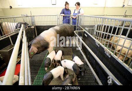 25. Februar 2020, Mecklenburg-Vorpommern, Dummerstorf: Corinna Gladbach (l), Tierärztin am Institut für Genombiologie am Institut für Nutztierbiologie (FBN), Und die Stallmanagerin, Mariannes Zenk, steht in der Versuchs-Schwein-EAS-Einrichtung des FBN neben einer Sau mit ihren Ferkeln des alten, bedrohten Rasse-Angler-Sattelschweins, das nicht - wie üblich - in einem Ferkelschutzkäfig gehalten wird. Gladbach untersucht den Geburtsvorgang einer konventionellen und einer alten Schweinerasse, um festzustellen, ob moderne Schweinerassen nach Jahrzehnten noch frei und unabhängig gebären können Stockfoto