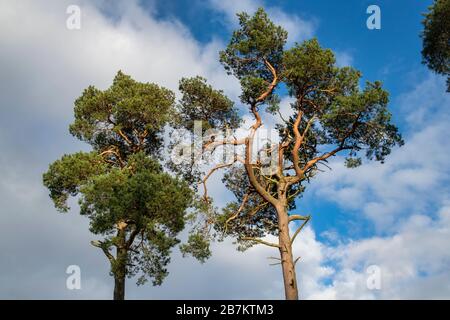 Pinus sylvestris. Die Pinien der Schotten entlang des tweed Tals in der schottischen Grenzlandschaft. Schottland Stockfoto