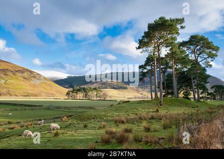 Pinus sylvestris. Die Pinien der Schotten entlang des tweed Tals in der schottischen Grenzlandschaft. Schottland Stockfoto