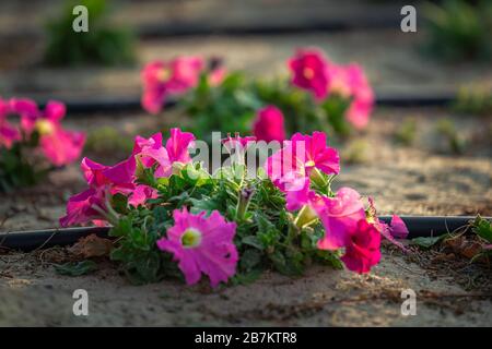 Schöne Blumen am Strand von Fanateer - Al Jubail City - Saudi-Arabien. Stockfoto