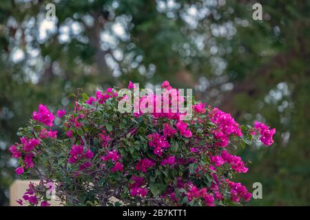 Schöne Blumen am Strand von Fanateer - Al Jubail City - Saudi-Arabien. Stockfoto