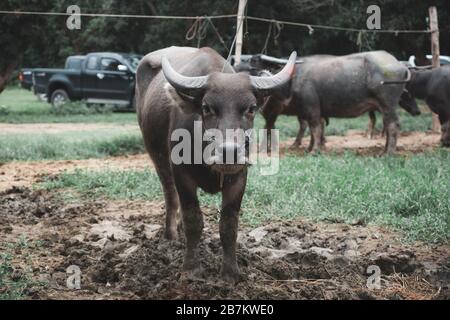 Nahaufnahme eines asiatischen Wasserbüffels in einem Ackerland Stockfoto