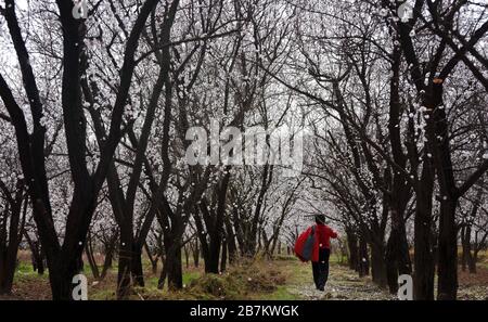 XI'an, Chinas Provinz Shaanxi. März 2020. Ein Dorfbewohner spaziert zwischen blühenden Aprikosenbäumen in der Taiping Township von Xixian New Area, nordwestchinesische Provinz Shaanxi, 16. März 2020. Kredit: Liu Xiao/Xinhua/Alamy Live News Stockfoto