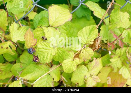 Nahaufnahme der grünen Blätter eines Bramble Strauch Durch einen Gitterzaun Stockfoto