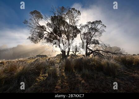 Baum im Morgennebel Stockfoto