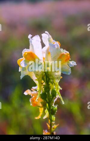 Linaria vulgaris, Namen sind gewöhnliche Toadflachs, gelbe Toadflachs oder Butter-und-Eier. Stockfoto