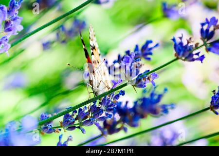 Monarch Danaus plexippus, Schmetterling in der Natur Lebensraum. Schönes Insekt aus Mexiko. Schmetterling im grünen Wald. Hintergrund mit kopieren. Stockfoto