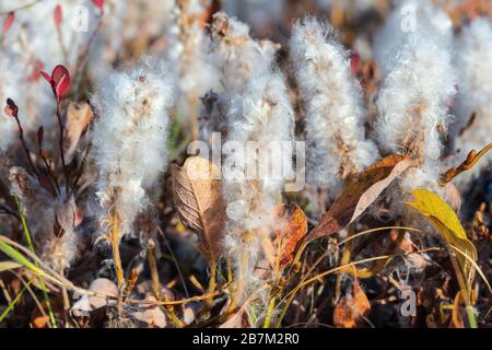 Salix arctica - arktische Weide - winzige kriechende Weidenfamilie Salicaceae, ein wenig pubeterner Strauch, mit seidigen und seidigen Haaren. Nahansicht der Anlage Stockfoto