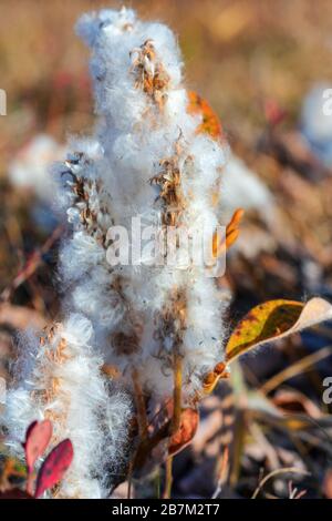 Salix arctica - arktische Weide - winzige kriechende Weidenfamilie Salicaceae, ein wenig pubeterner Strauch, mit seidigen und seidigen Haaren. Nahansicht der Anlage Stockfoto