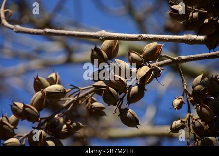 paulownia tomentosa Kapseln auf Ast im märz, Foxhandschuh Baumstollen Hintergrund Stockfoto