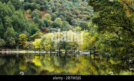 Green, and Reflections in Englands größtem Nationalpark, The Lake District ist eine Region und ein Nationalpark in Cumbria im Nordwesten Englands. Stockfoto