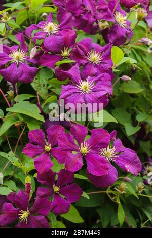 Viele schließen große lila Klematisblüten auf einem Grund grüner Blätter. Die reichlich vorhandenen Clematis 'Niobe' von dunkelvioletter (violetter) Farbe Stockfoto