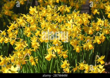 Nahaufnahme einer Masse gelber Tete-a-tete Frühlings-Narben in einem Blumenrand Stockfoto
