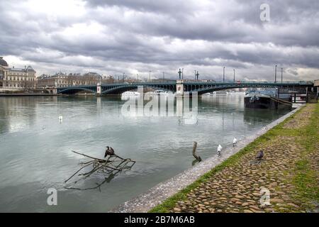 Cormorant trocknet seine Flügel vor der Pont de l'Université an der Rhone in Lyon Frankreich aus. Stockfoto