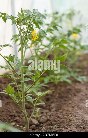 Jung blühende Tomatensträucher mit Blumen im Gewächshaus. Anbau von Tomaten unter Hausbedingungen. Geringe Schärfentiefe. Stockfoto