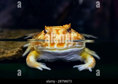 Leuchtend gelber Frosch im Wasser Ceratophrus ornata Stockfoto