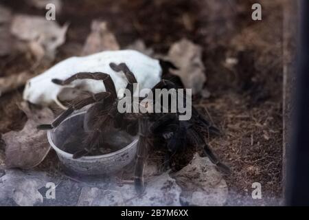 Flauschige braune Spinne im Terrarium im Nahaufnahme Stockfoto