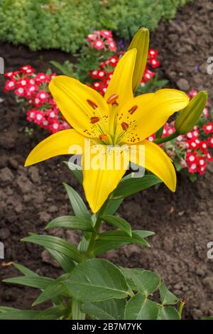 Gelbe Lilienblume im Sommergarten mit verwischten Pflanzen und Blumen im Hintergrund. Geringe Schärfentiefe. Konzentrieren Sie sich auf die Lilie. Draufsicht. Stockfoto