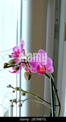 Pink orchidea Stockfoto