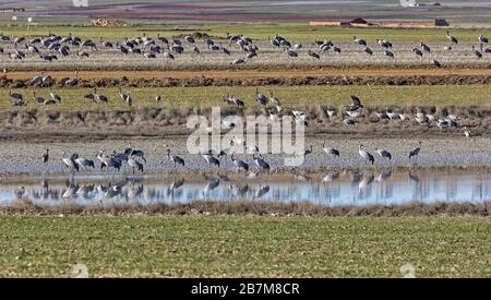 Viele europäische Krane überwintern jedes Jahr in der Laguna de Gallocanta in Aragon, Spanien. Auf den Feldern finden Sie jede Menge Essen. Stockfoto