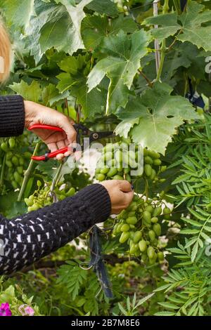 Traubenbusch-Entladung, Entfernung von überreifen Trauben im Weinberg im Sommer. Saisonale Pflege. Stockfoto