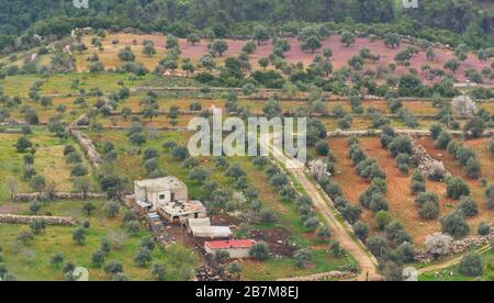 Blick auf die üppige und farbenfrohe Landschaft in der Nähe von Ajloun in Jordanien im Frühjahr mit vielen Olivenbäumen Stockfoto