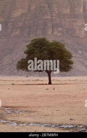 Porträtfoto eines einzelnen Baums mit Blättern in den Ebenen der Wadi Rum in Jordanien am Mittag Stockfoto