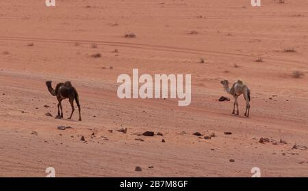 Zwei domestizierte Kamele mit Seilen um ihre Vorderbeine, die über die Ebenen von Wadi Rum in Jordanien fahren Stockfoto