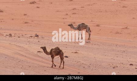 Zwei domestizierte Kamele mit Seilen um ihre Vorderbeine, die über die Ebenen von Wadi Rum in Jordanien fahren Stockfoto