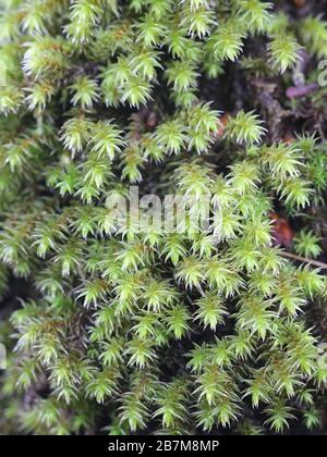 Hedwigia ciliata, das als Weißspitzen-Moos bekannt ist Stockfoto