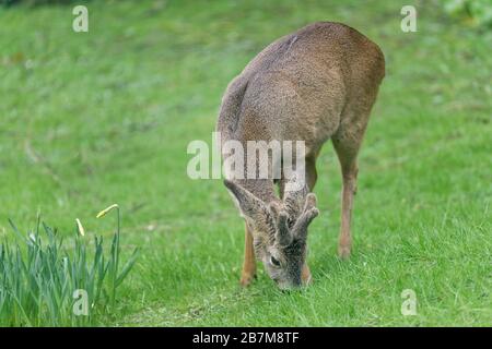 Roe Deer (Capreolus Capreolus) Buck mit sich entwickelnden Hörnern in Samtweidegras auf einem Gartenrasen, Wiltshire Garden, Großbritannien, Februar. Stockfoto