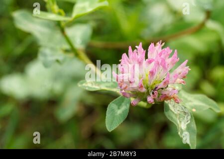 Nahaufnahme der blühenden Zwiebel Pfeil mit grünen verschwommenen Hintergrund. Ansicht von oben. Geringe Tiefenschärfe. Stockfoto