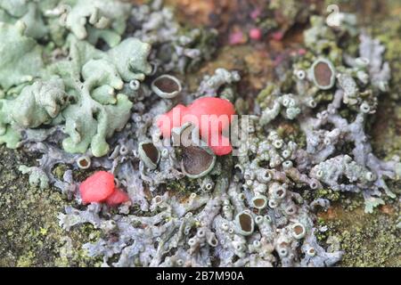 Illosporiopsis christiansenii, ein roter lichenicologer Pilz aus Finnland ohne geläufigen englischen Namen Stockfoto
