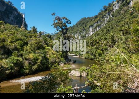 Der Pororari River liegt in der Nähe der Pancake Rocks auf der Nordinsel Neuseelands. Der Spaziergang entlang einer guten Strecke ist schattig und sehr angenehm Stockfoto