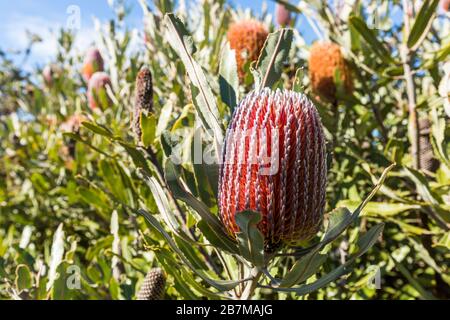 Menzies Banksia blüht und verlässt den Winter blühend sonnig Stockfoto