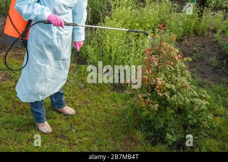 Weibliche Bäuerin in einem Schutzanzug sprüht Rosenstrauch durch Pilzerkrankung oder Unmin durch Chemikalien mit einer Druckspritze im Quellgarten. Oben Stockfoto