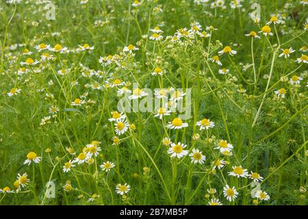 Matricaria chamomila im Garten mit unscharfen, gleichen Blumen und grünen Blättern im Hintergrund. Draufsicht. Geringe Schärfentiefe. Grüner natürlicher Rücken Stockfoto