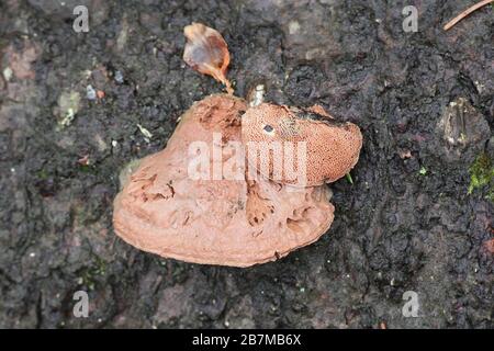 Hapalopilus rutilans, bekannt als Tender Nesting Polypore oder Cinnamon Bracket, Wildpilz aus Finnland Stockfoto